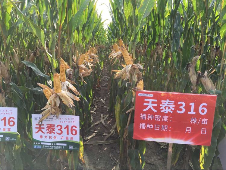 天泰种业有限公司以sm017为母本,tf325为父本杂交选育而成的玉米新