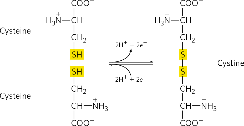 兩個半胱氨酸分子的氧化可逆反應，形成二硫鍵。