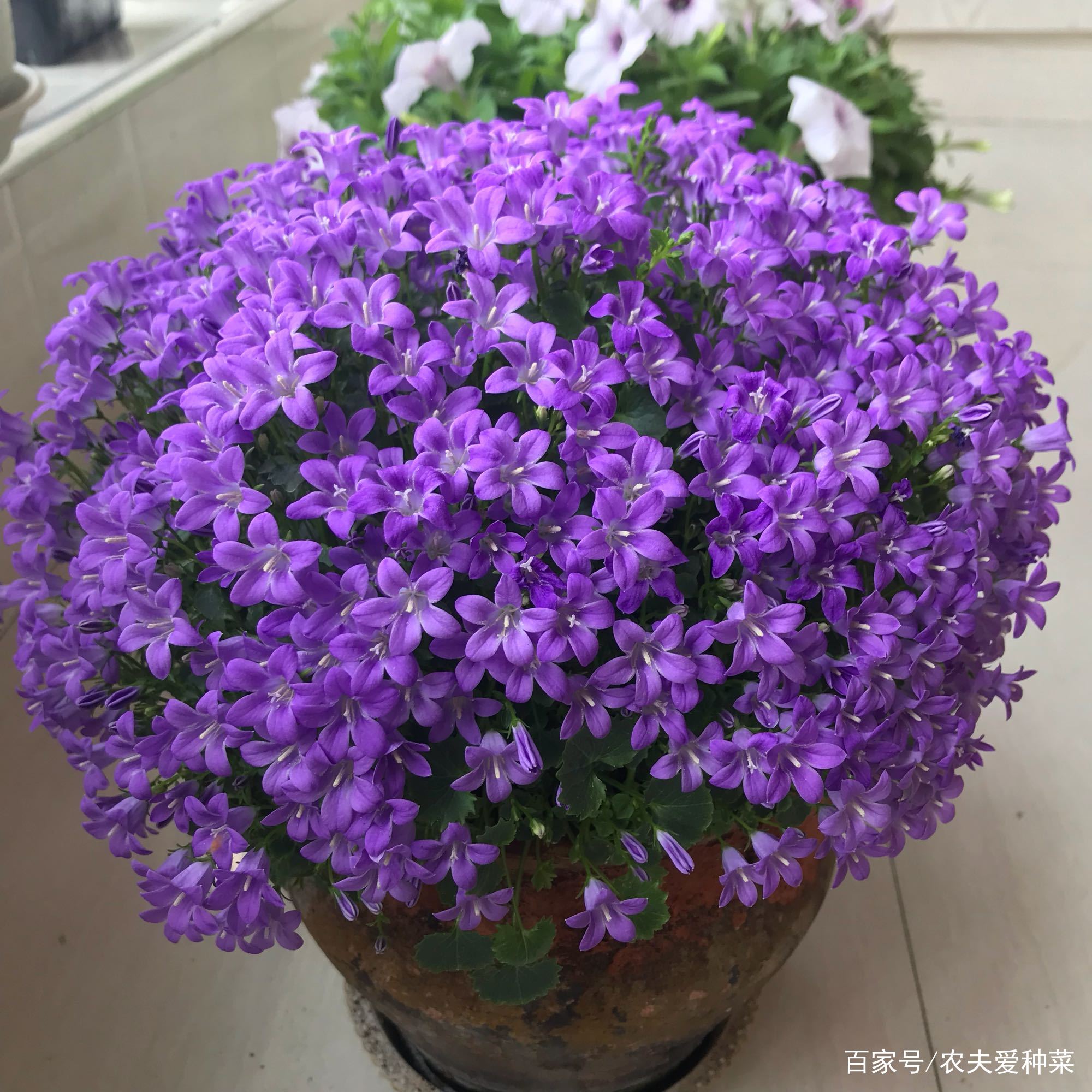 这种紫色小 草花 适合盆栽家养 只需一个小花盆 开上百朵花 百科ta说