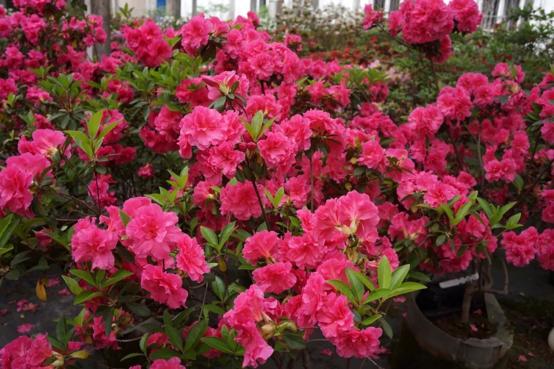 迎红杜鹃怎么养