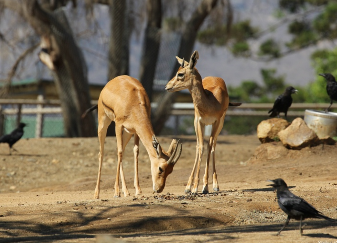  p>赤额瞪羚(学名: i>eudorcas rufifrons /i>):是偶蹄目,牛科,瞪羚属
