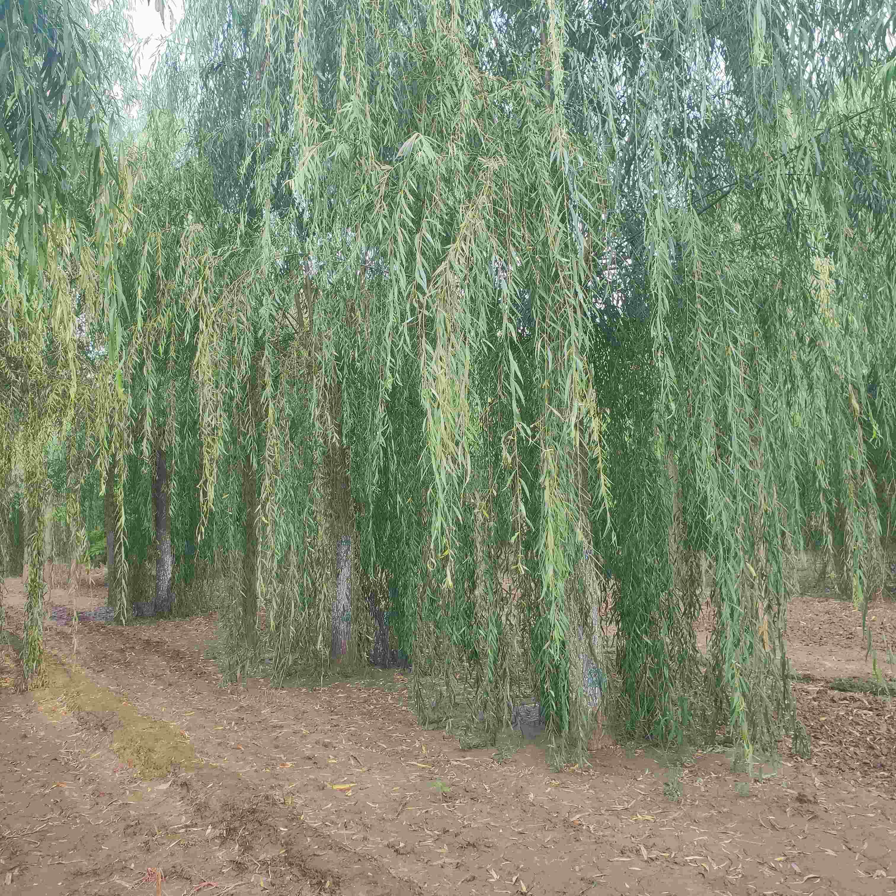  p data-id="gn8r6un0kj">喜马拉雅山柳(原变种)是被子植物门杨柳目