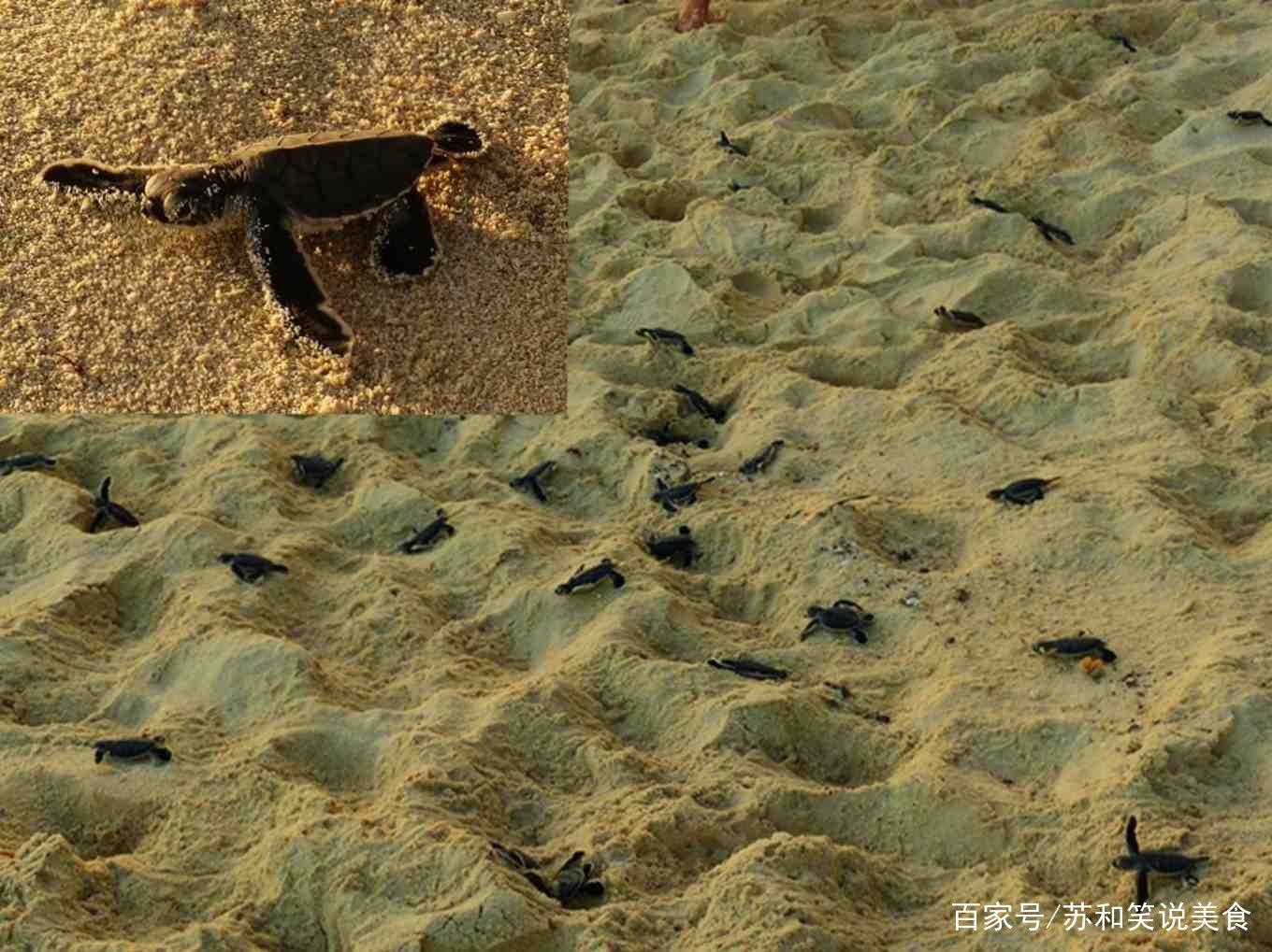 赫伦岛是澳大利亚大堡礁区域最佳的潜水地_百科TA说