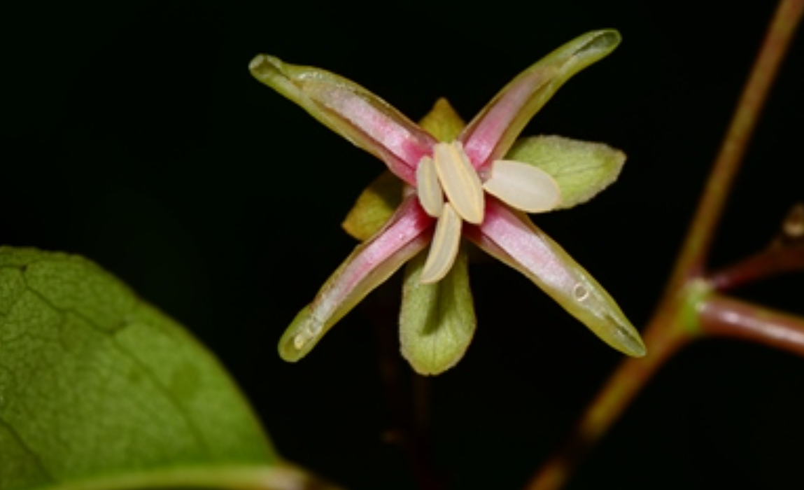 为 a target="_blank" href="/item/大风子科/1626123" data-lemmaid=