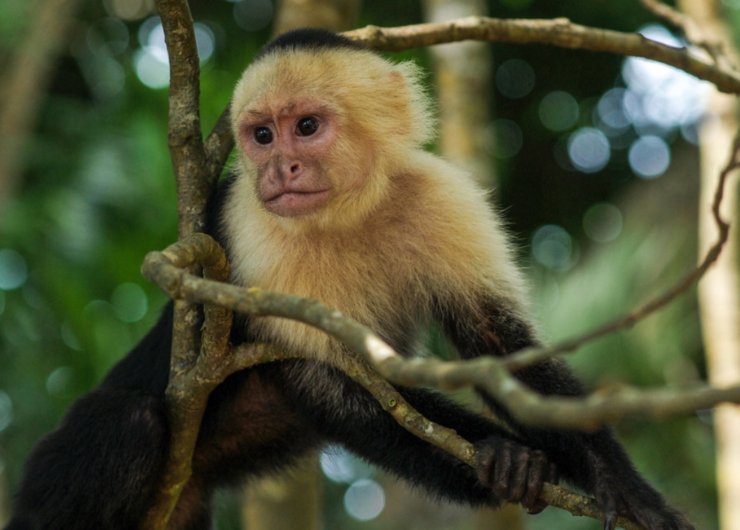  p>白脸卷尾猴(学名: i>cebus capucinus /i>):是卷尾猴科,卷尾猴属的