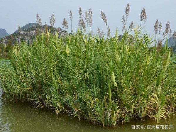 水生花卉芦苇生态价值及园林价值_百科TA说