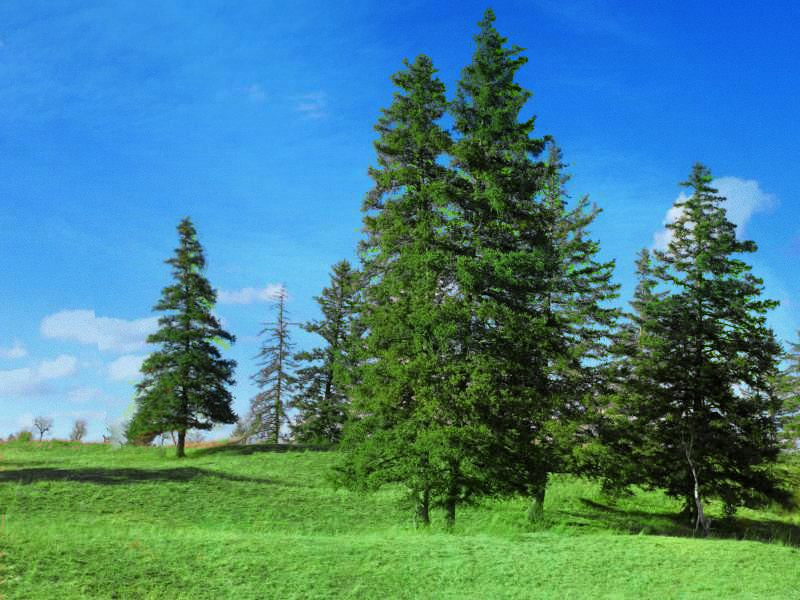 沙地云杉克什克腾群体2