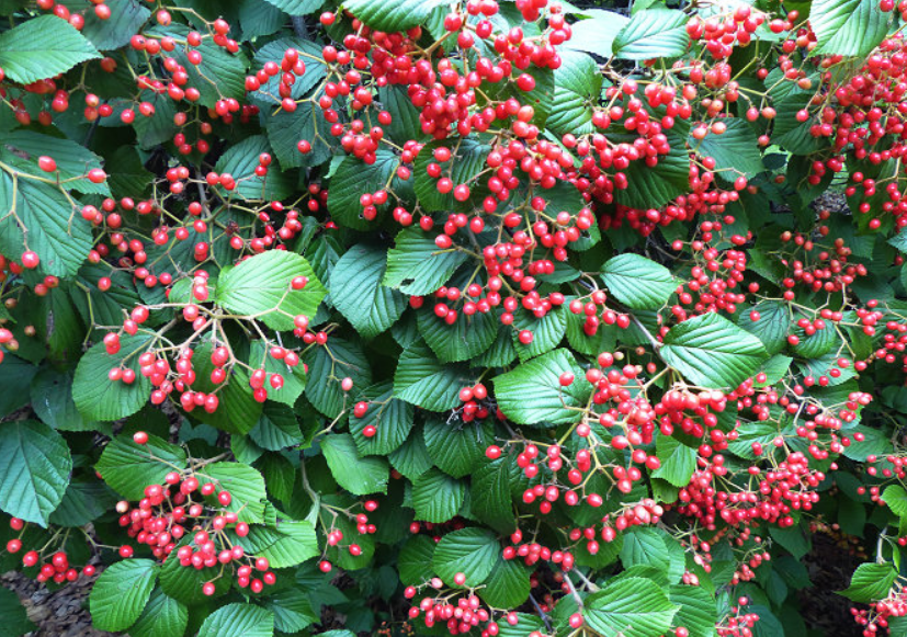  p>陕西荚蒾(学名: i>viburnum schensianum  /i>maxim.