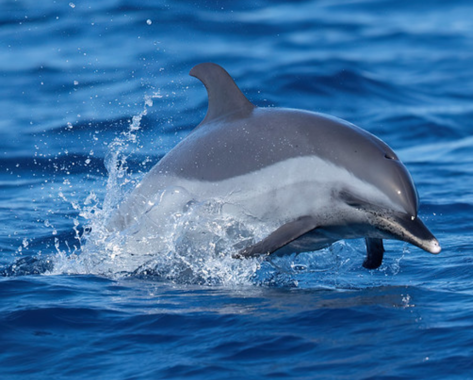 热带点斑原海豚