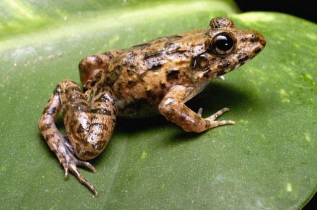  p>海陆蛙(学名: i>fejervarya cancrivora /i>)是叉舌蛙科,陆蛙属的 
