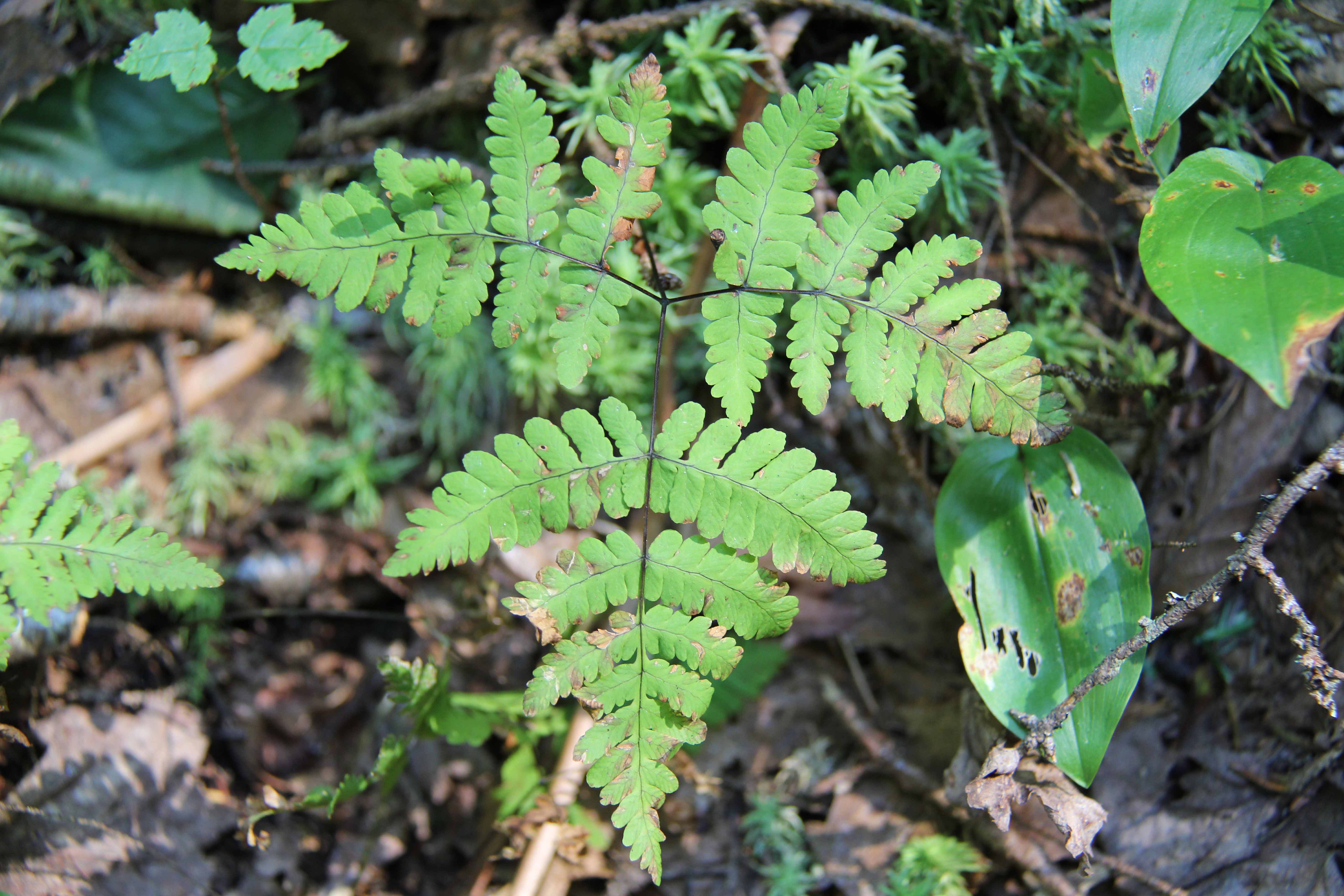  p>欧洲羽节蕨(学名: i>gymnocarpium dryopteris /i> (l.