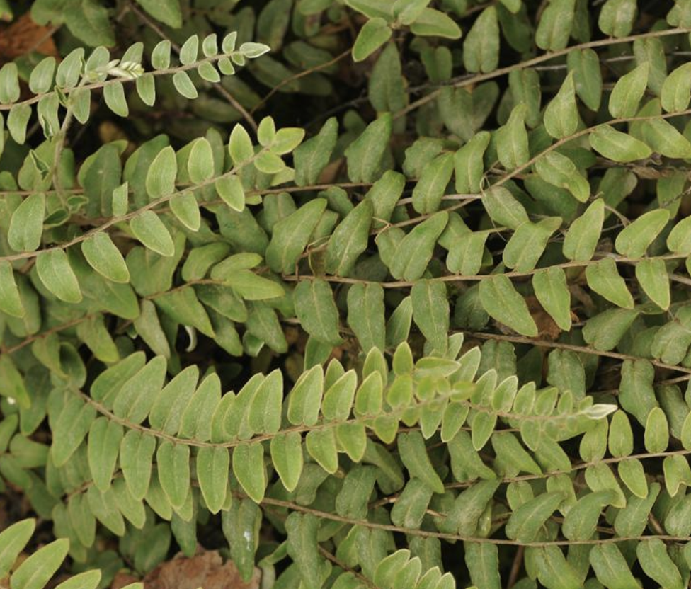 tryon)是裸子蕨科,金毛裸蕨属植物.