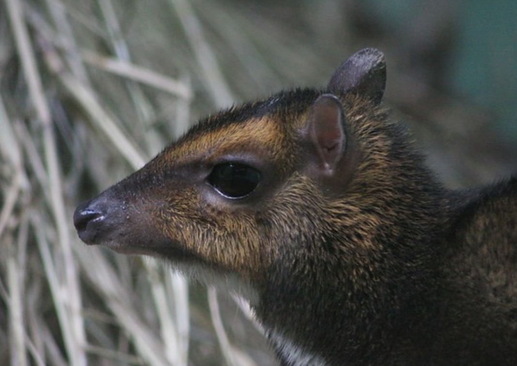philippine mouse-deer
