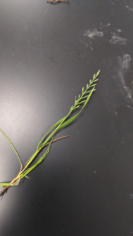 Catapodium rigidum_百度百科