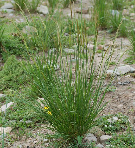 为禾本科植物醉马草 i>achnatherum inebrians  /i>(hance) keng的全