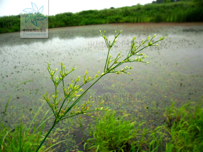  p> b>乳头灯芯草 /b>(学名: i>juncus papillosus /i>)为 a href="#"