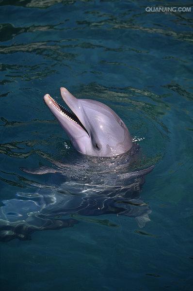 尖嘴海豚