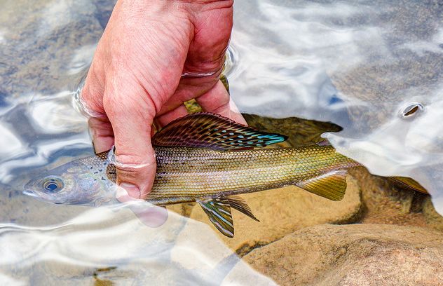  p>北美茴鱼(学名: i>thymallus arcticus arcticus /i>)的特征是具有