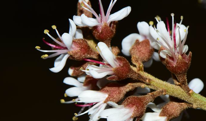  p>软荚红豆(学名: i>ormosia semicastrata /i> hance)是豆科,红豆属