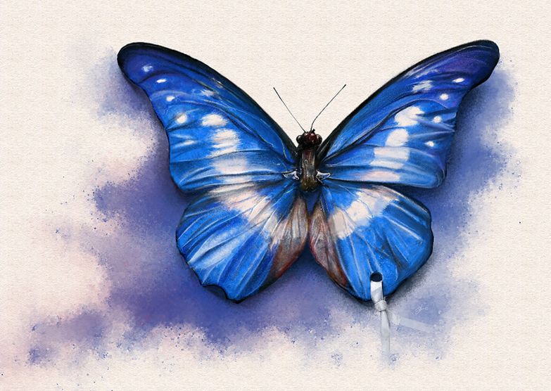  p>双列闪蝶, i>morpho achilles /i> (linnaeus, 1758),鳞翅目 a