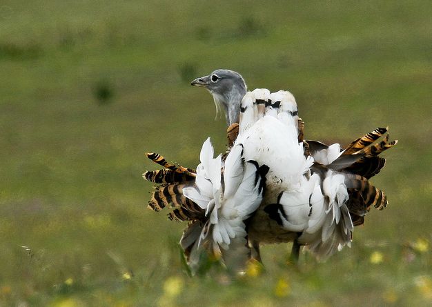 great bustard