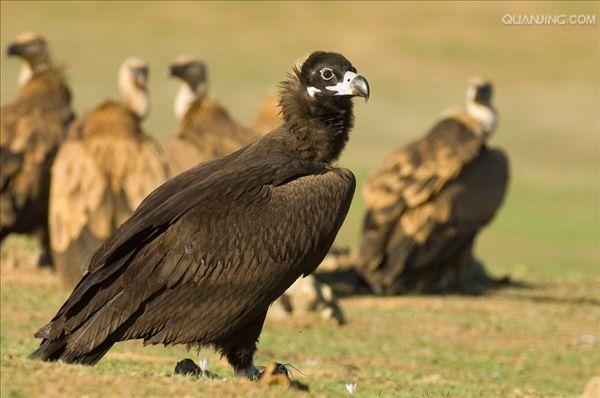  p>黑兀鹫(学名: i>sarcogyps calvus /i>)为 a target="_blank" href