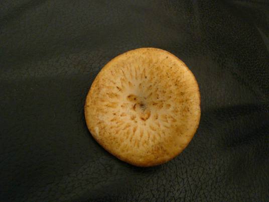担子菌纲_百度百科