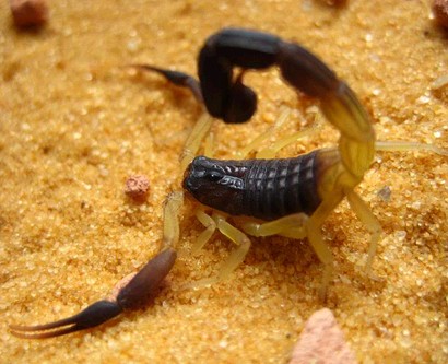  p>伊朗黑尾鳄背蝎,一种颜色过渡近乎完美的鳄背蝎.