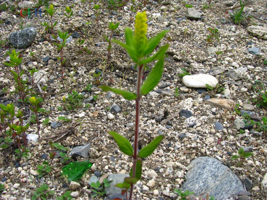  p>毛穗香薷(elsholtzia eriostachya (benth.