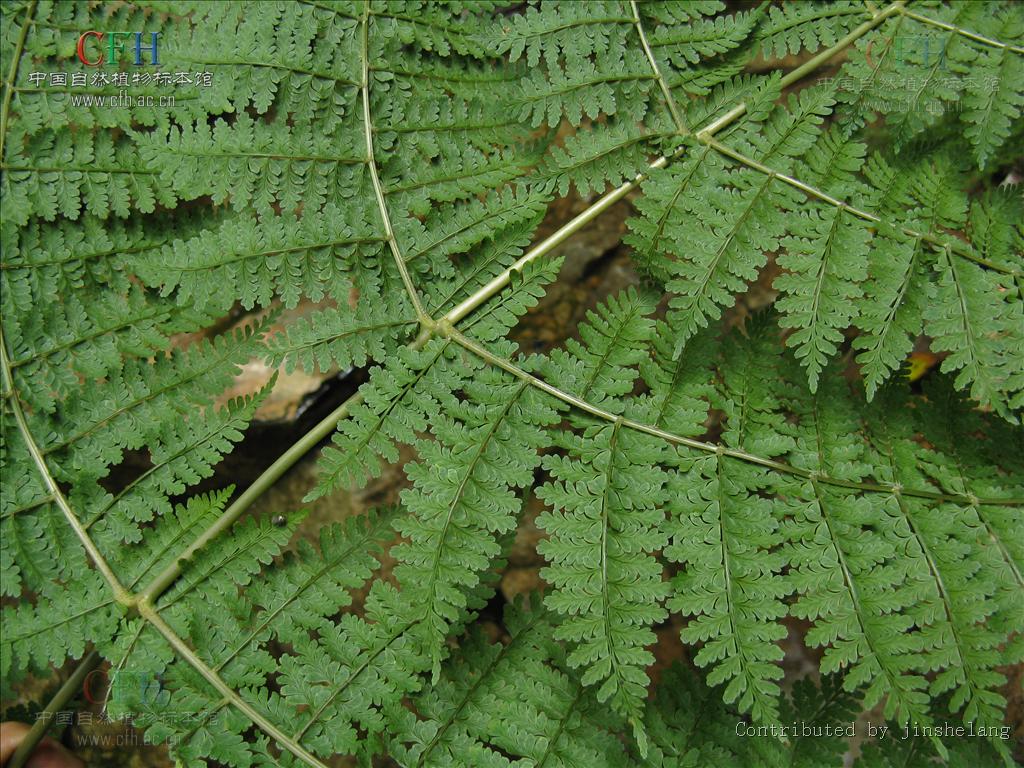  p>鱼鳞蕨植株高常1m以上.