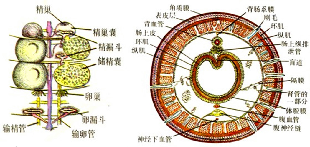 湖北环毛蚓