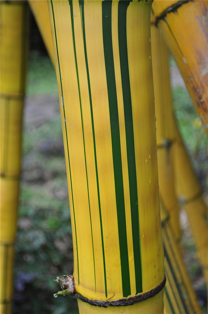  p>金丝竹,别名黄金间碧玉竹,青丝金竹, a href="#" data-lemmaid="