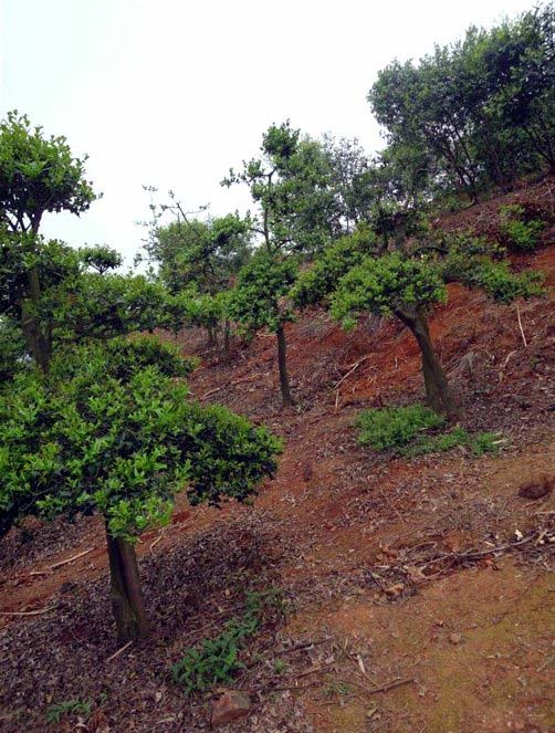 ilex cornuta)又名 a target="_blank" href="/item/猫儿刺/4558809"