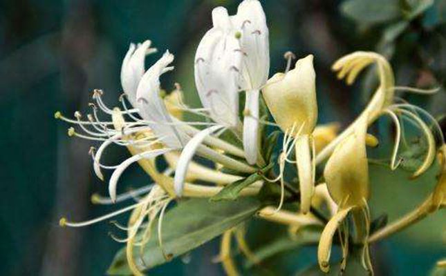  p>黄褐毛忍冬(学名: i>lonicera fulvotomentosa /i> hsu et s. c.