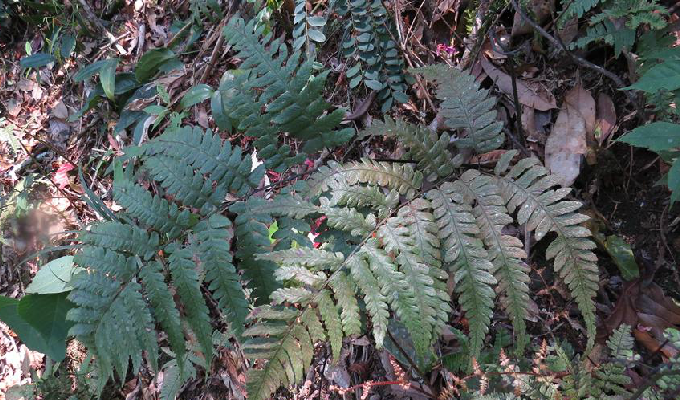  p>镰羽短肠蕨( a target="_blank" href="/item/学名/8074290" data