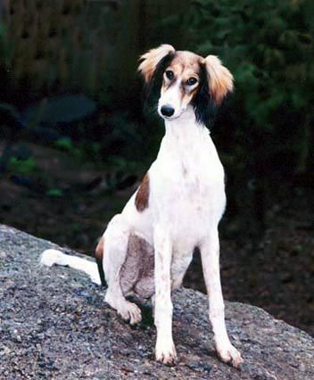  p>沙克犬,又称猎羚犬或拉伯狩猎犬或波斯灵提或者沙路奇猎犬.