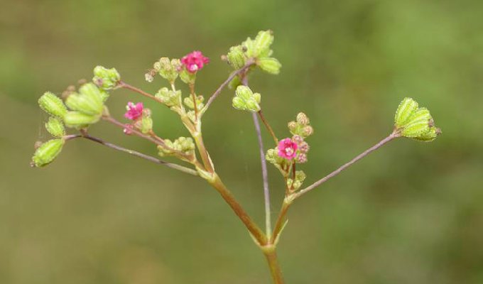  p> b>黄细心属 /b>(学名: i>boerhavia l.