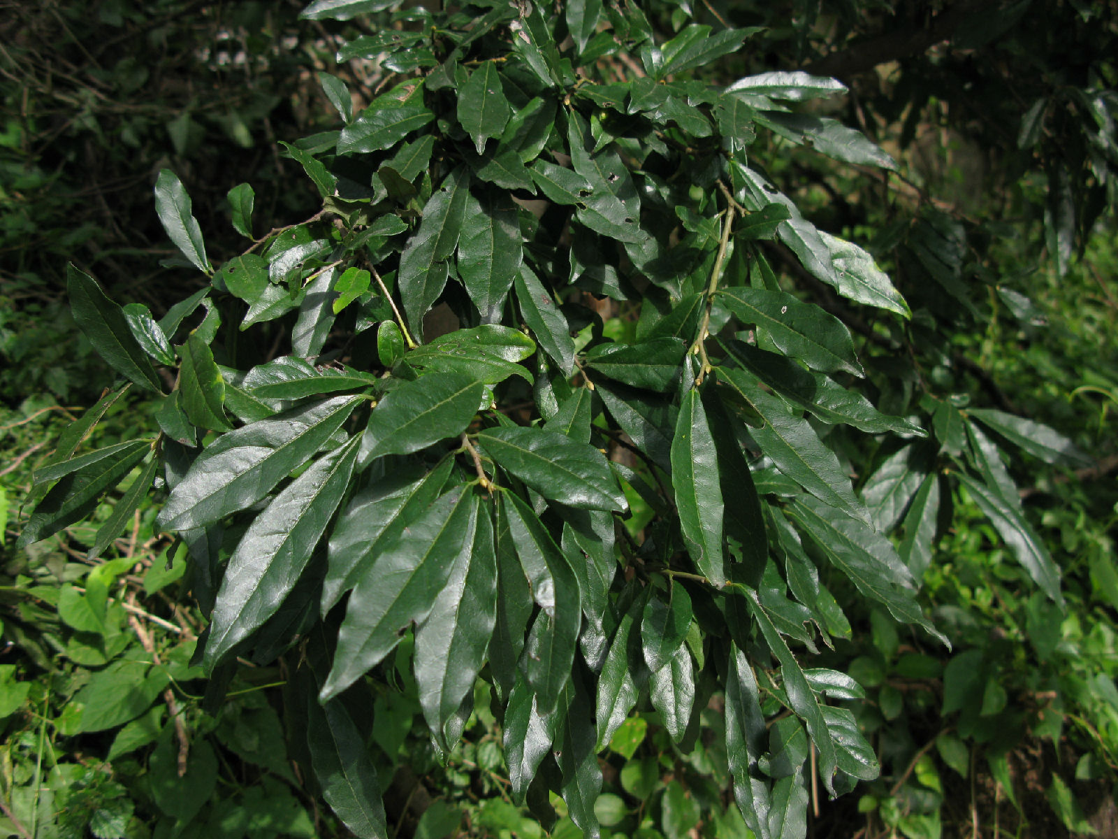 hydrangea mandarinorum