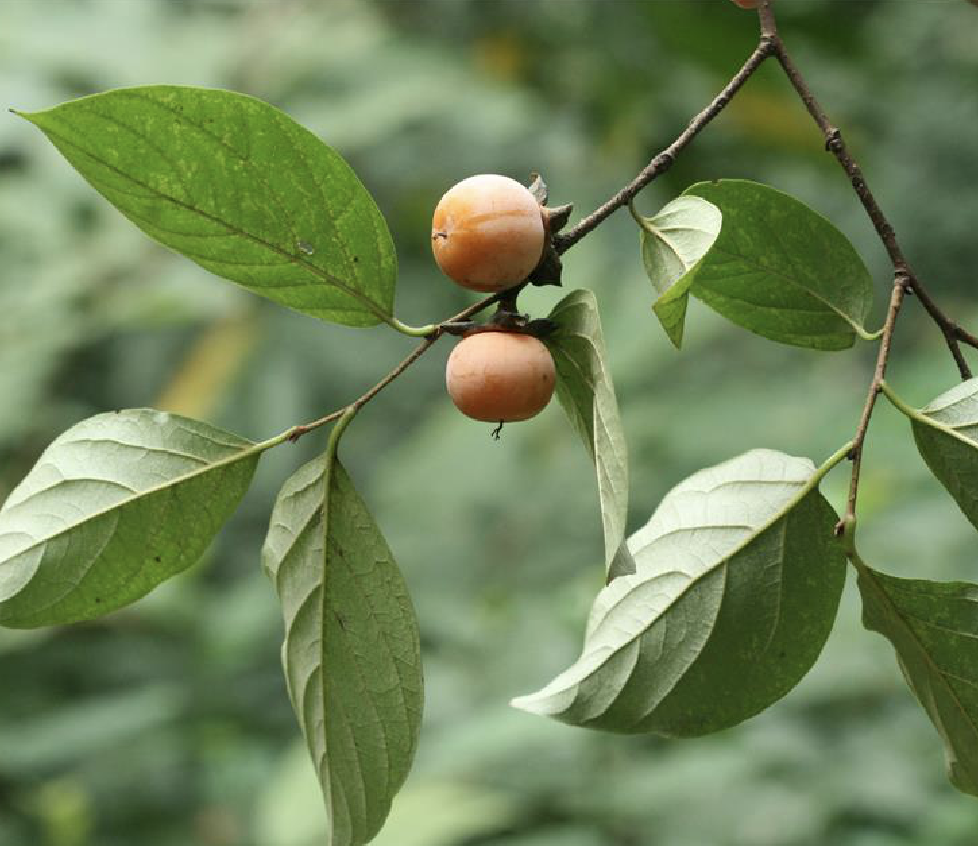 是柿科柿属植物,落叶乔木,高达17米,胸高直径达50厘米;树皮灰黑色或