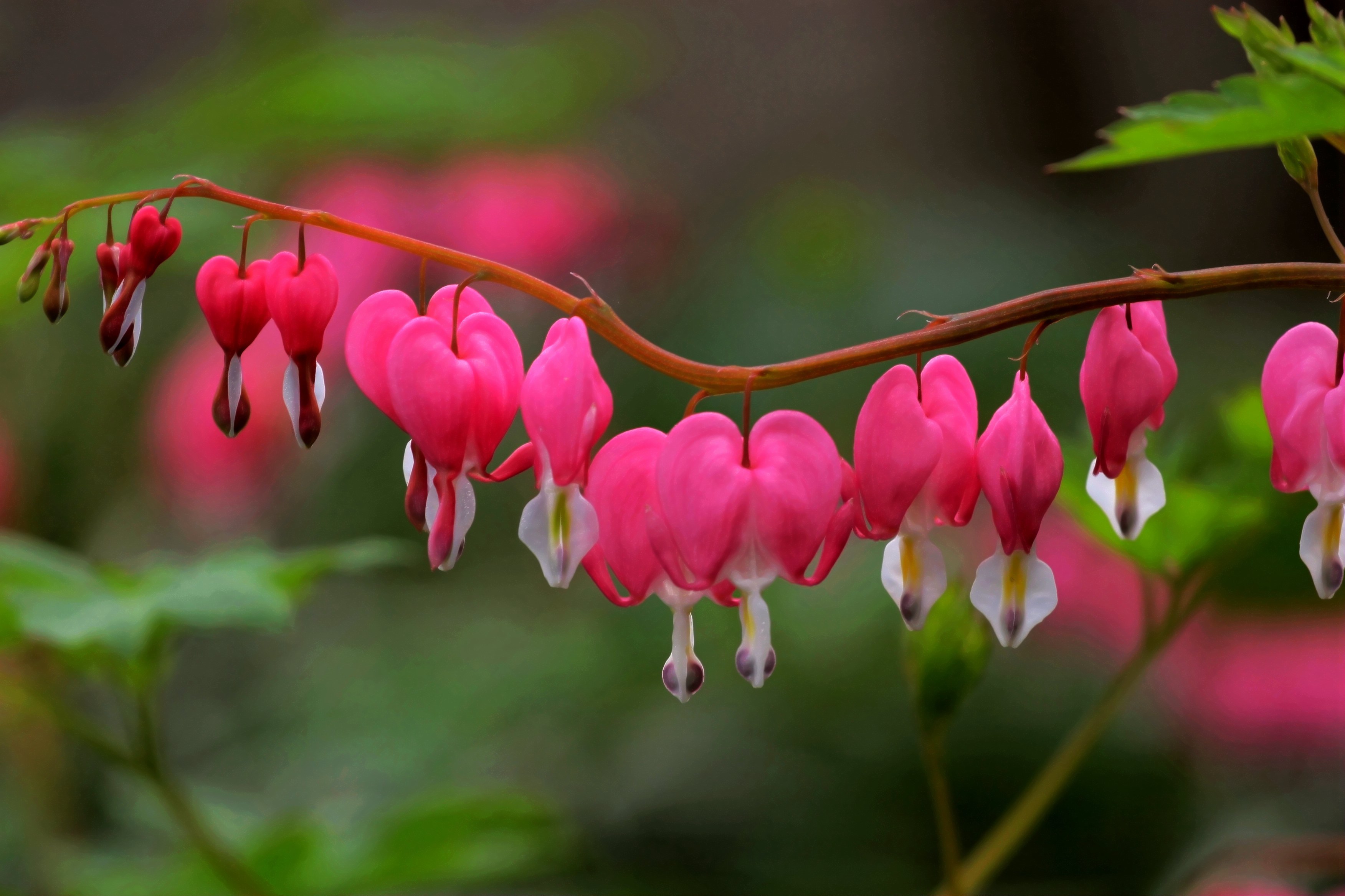  p>荷包牡丹,(拉丁学名: i>lamprocapnos spectabilis /i> (l.