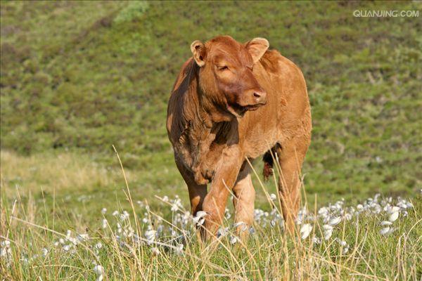  p data-id="gnwqzfhp5s">地牛,动物,在夏季比较闷热的天气里,一般是