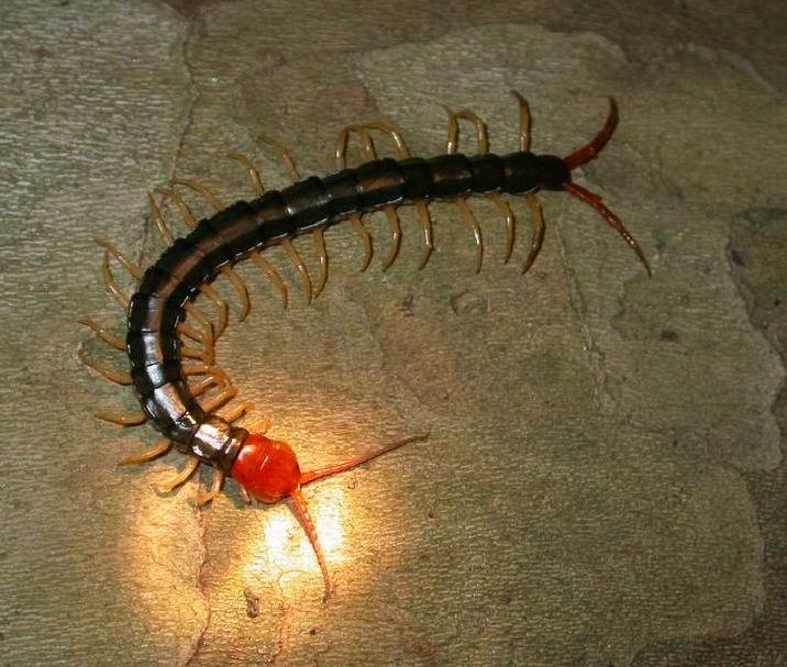  p>蜈蚣为陆生 a href="#" data-lemmaid="417366">节肢动物 /a>,身体