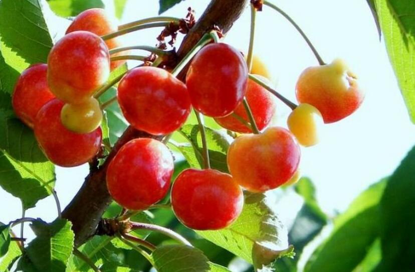  p>多毛樱桃(学名: i>cerasus polytricha /i> (koehne) yü et li)为