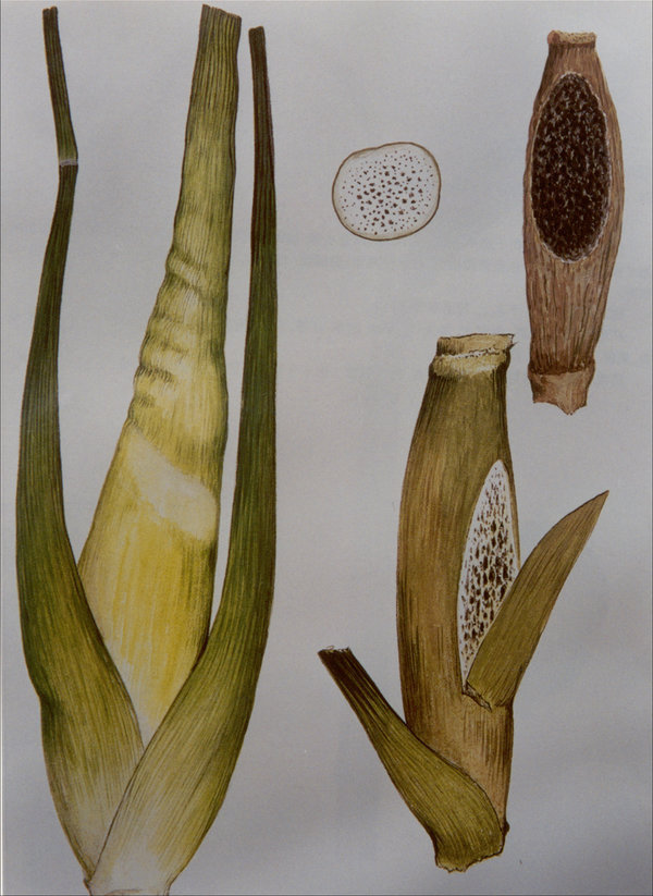  p>茭白黑粉菌是 a href="#" data-lemmaid="11055198">黑粉菌目 /a>