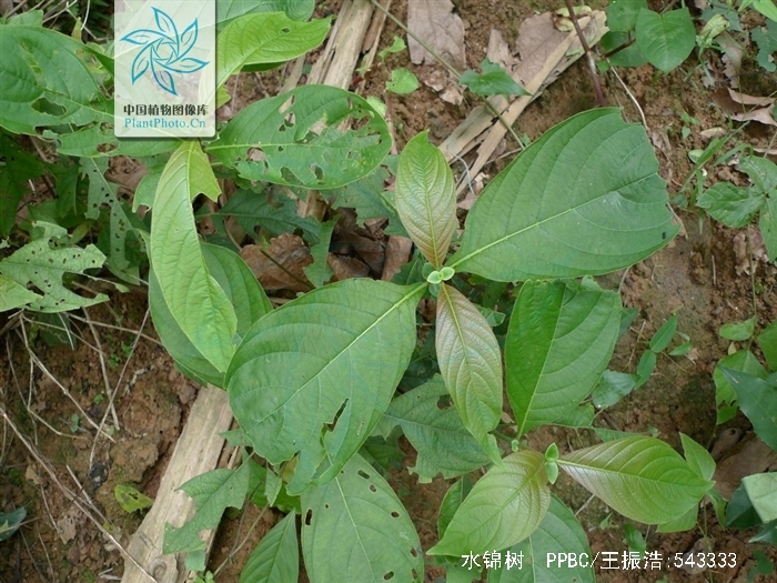 为茜草科植物水锦树 i>wendlandia uvariifolia  /i>hance的根,叶.
