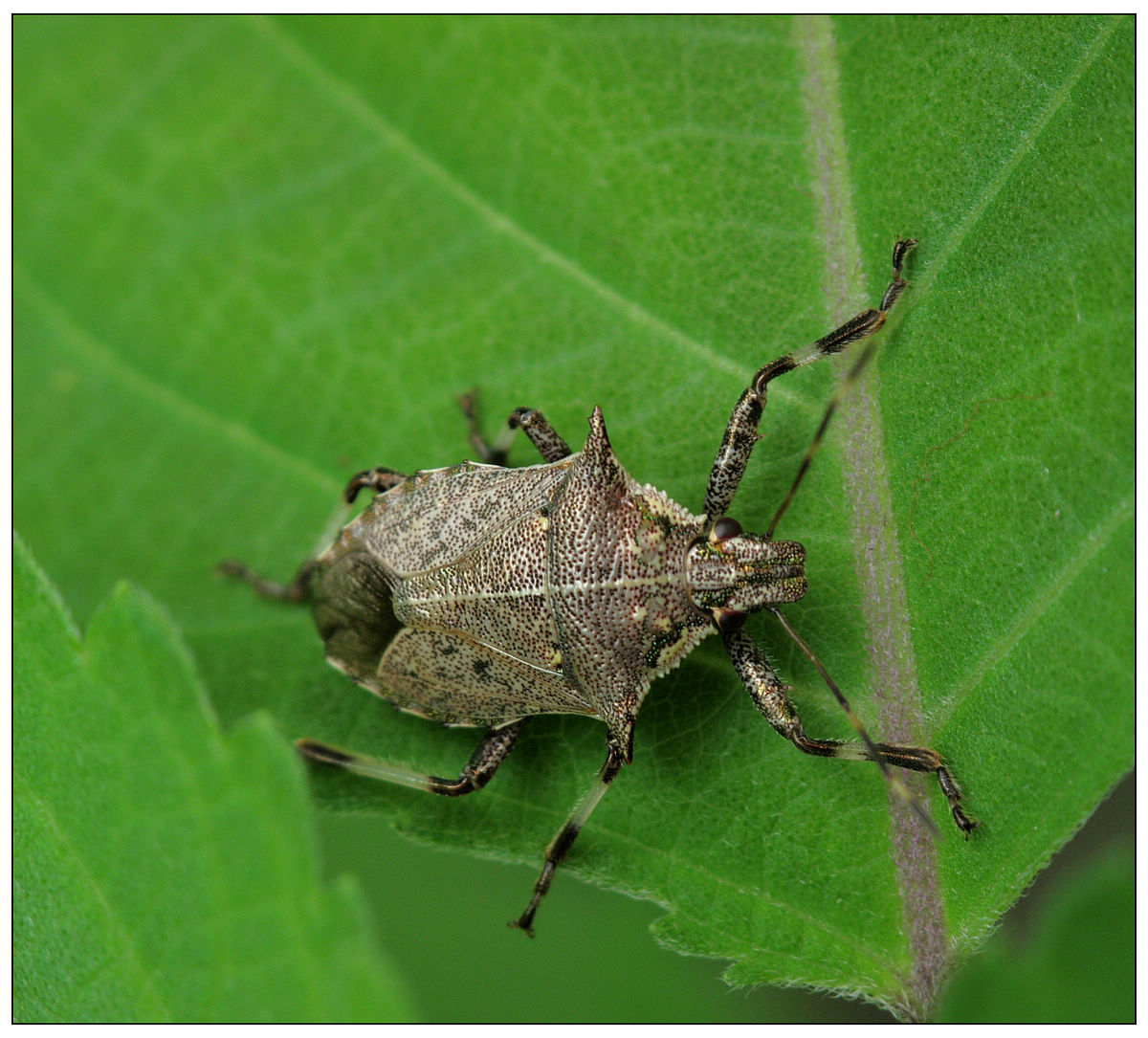  p>稻蝽象在安徽危害水稻的 a target="_blank" href="/item/椿象