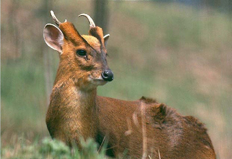  p>小麂(学名: i>muntiacus reevesi /i>)是一种小型的鹿科动物,栖息