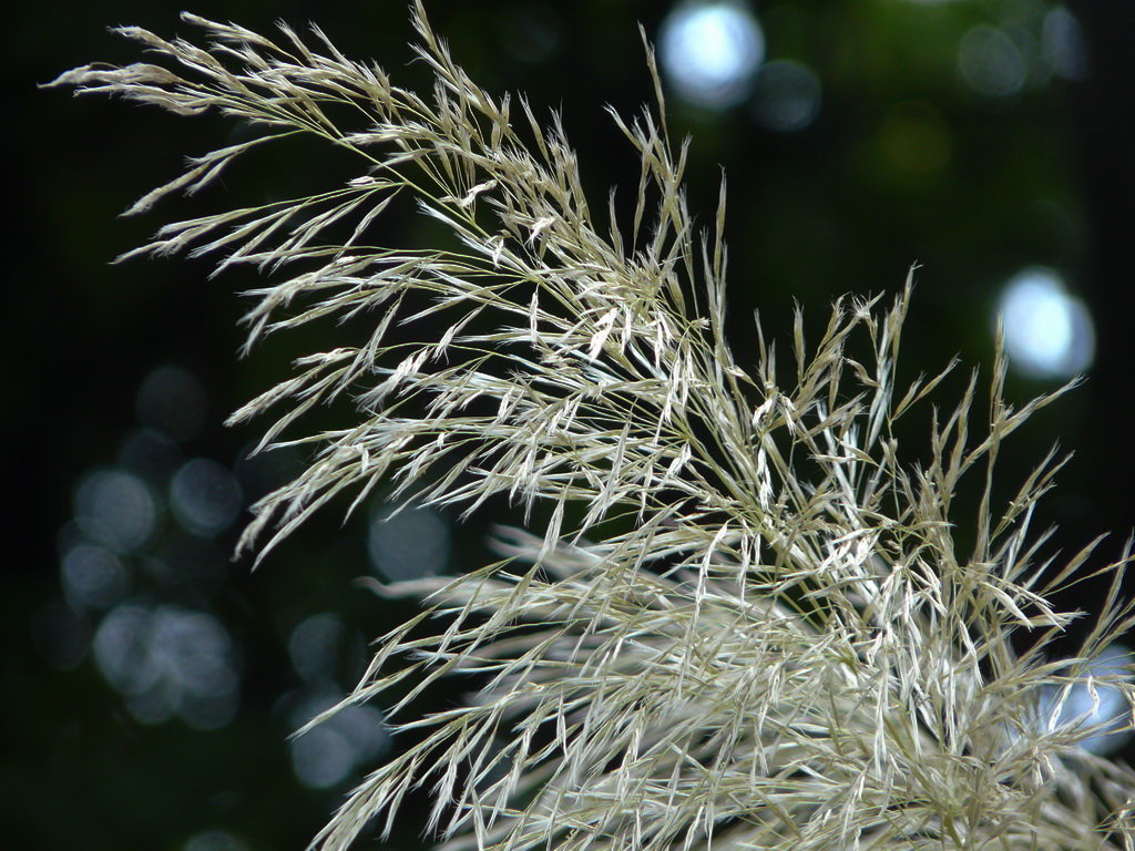  p>蒲苇属(学名:cortaderia stapf)是禾本科下一个属.