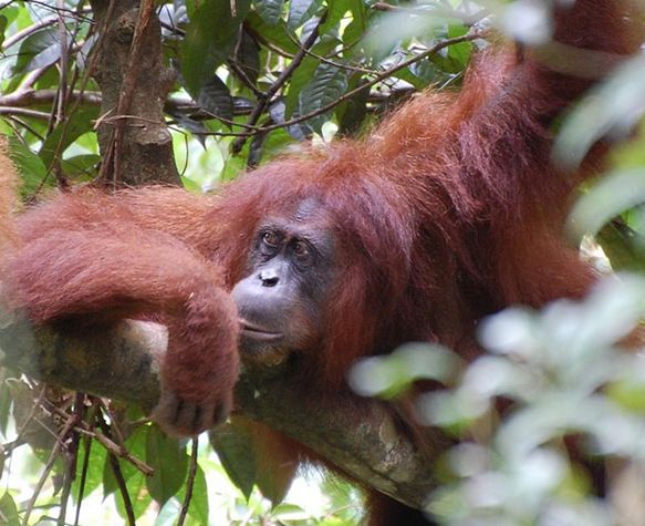  i>pongo abelii /i>):是 a target="_blank" href="/item/苏门答腊岛