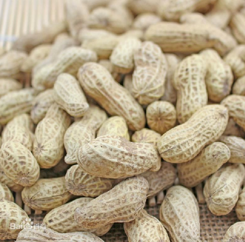 交替开花亚种龙生型,株型匍匐,密枝.株高26.5cm,侧枝长56.0cm.